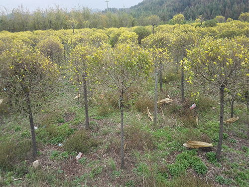 铁岭区域专业乔木种植基地 金叶垂榆