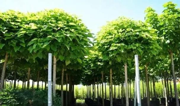 三,国内种植国外销 万木奇的苗木销往51个国家和地区,意大利本国销售