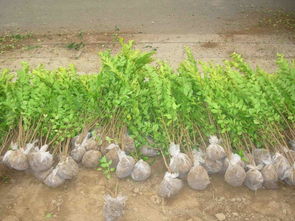 青州金叶女贞种植基地